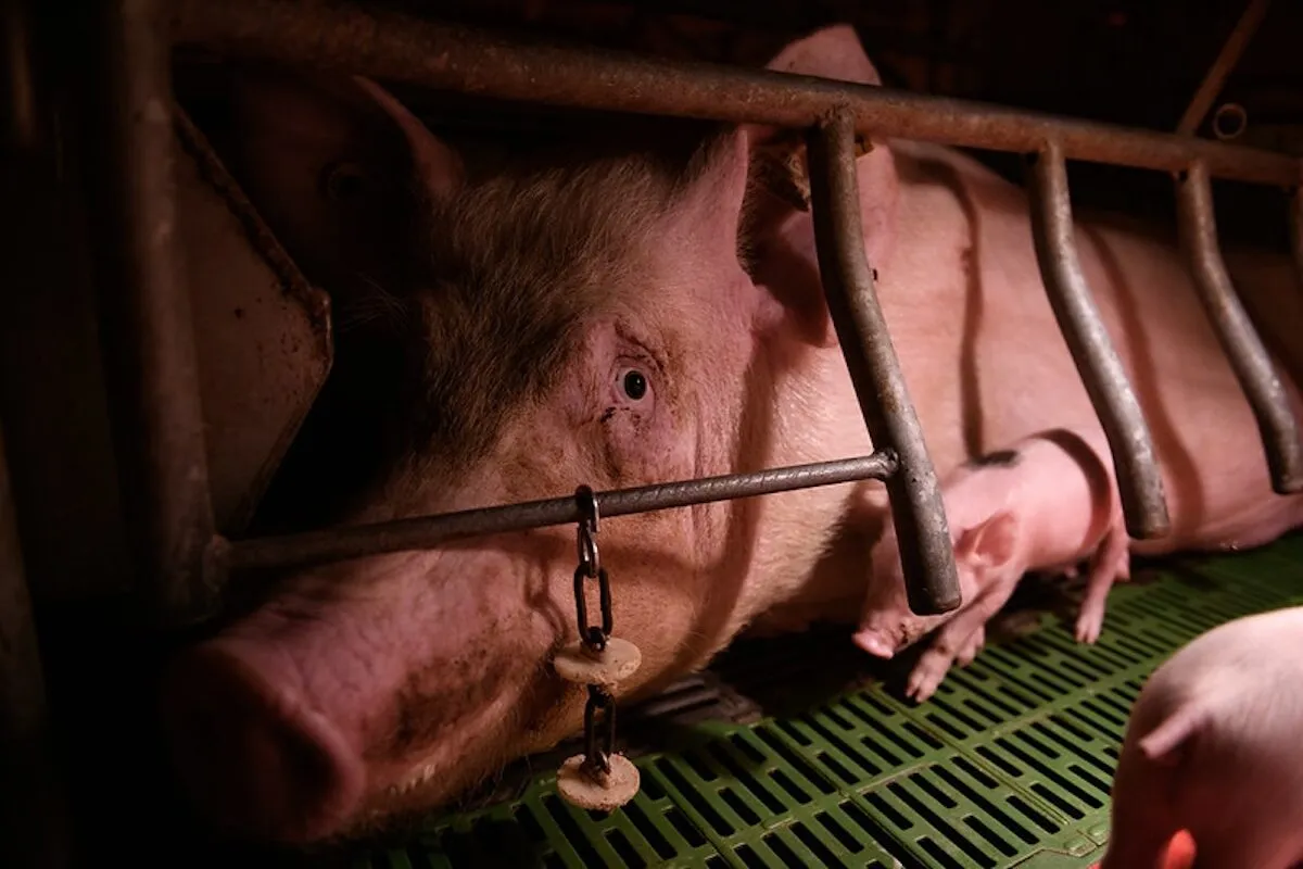 Schwein in einem Kastenstand