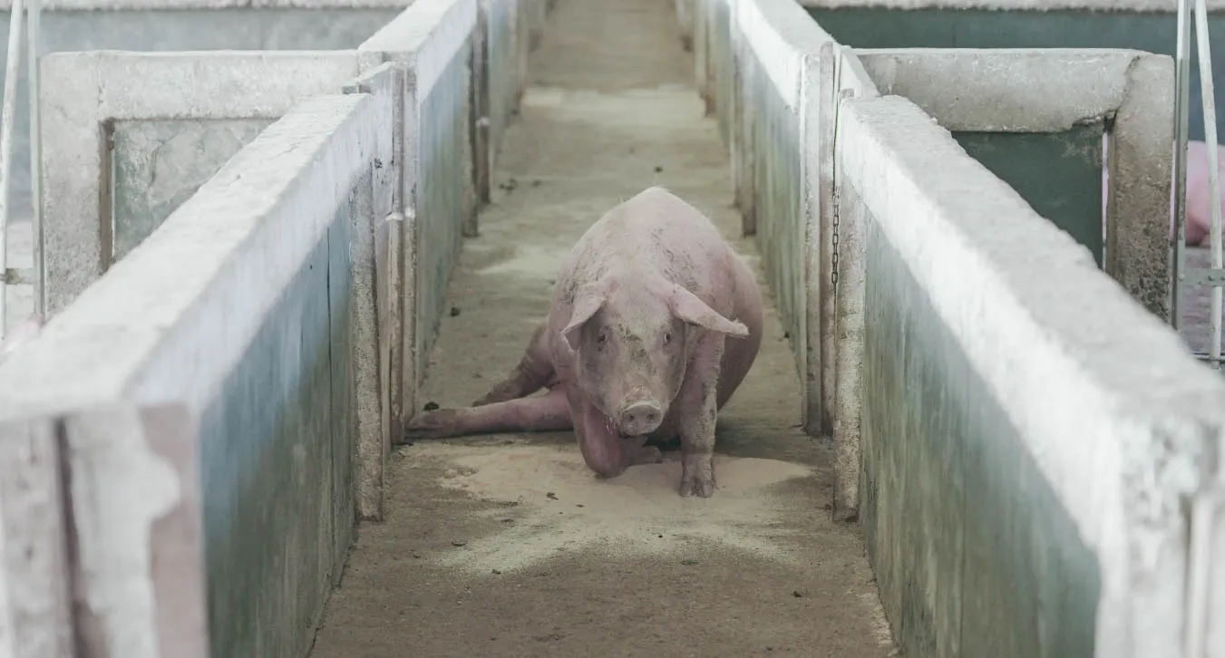 Neue Recherche: Schweine gezwungen, mit gebrochenen Beinen zu laufen 1 Schwein mit gebrochenem Bein