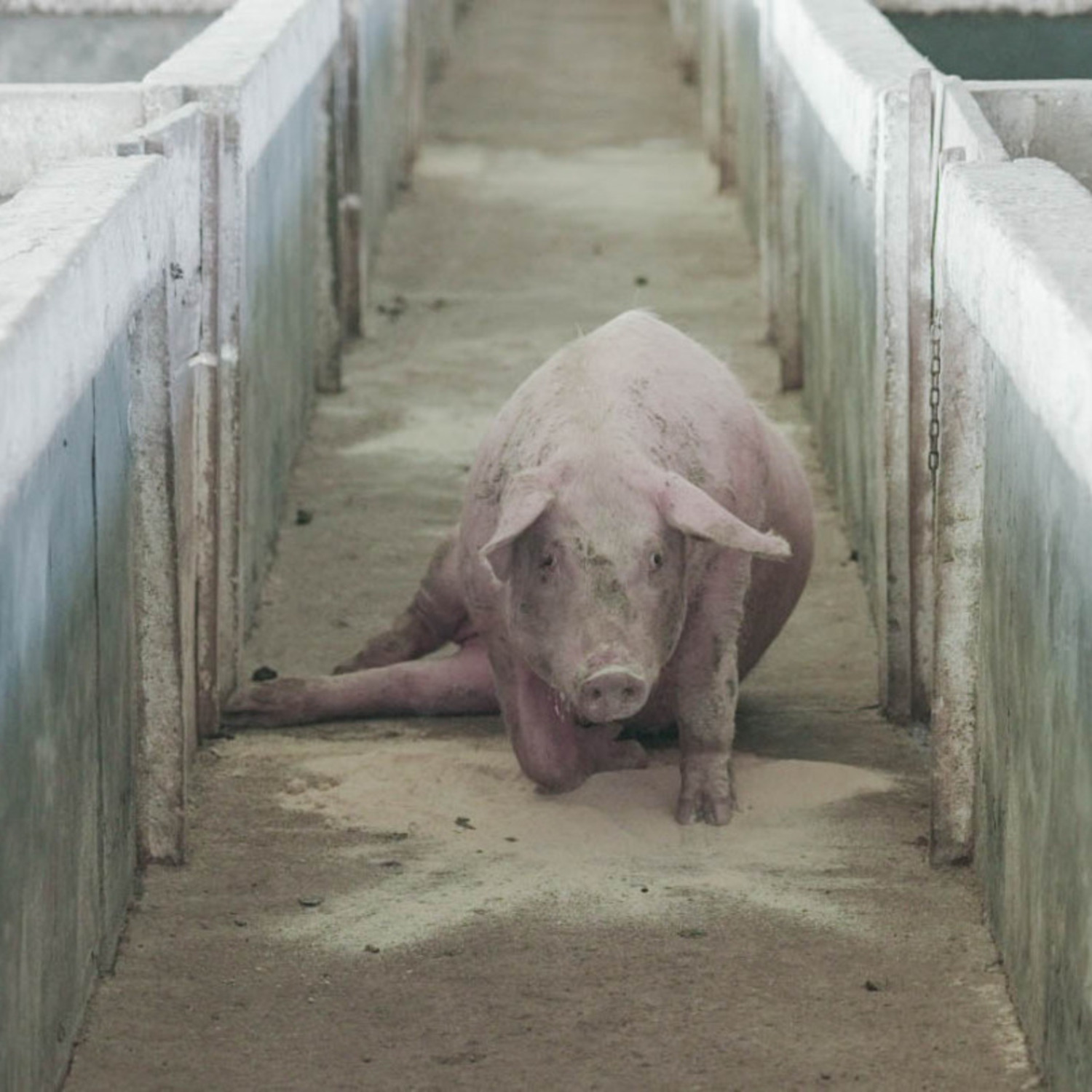 Schwein in Tierindustrie mit gebrochenem Bein