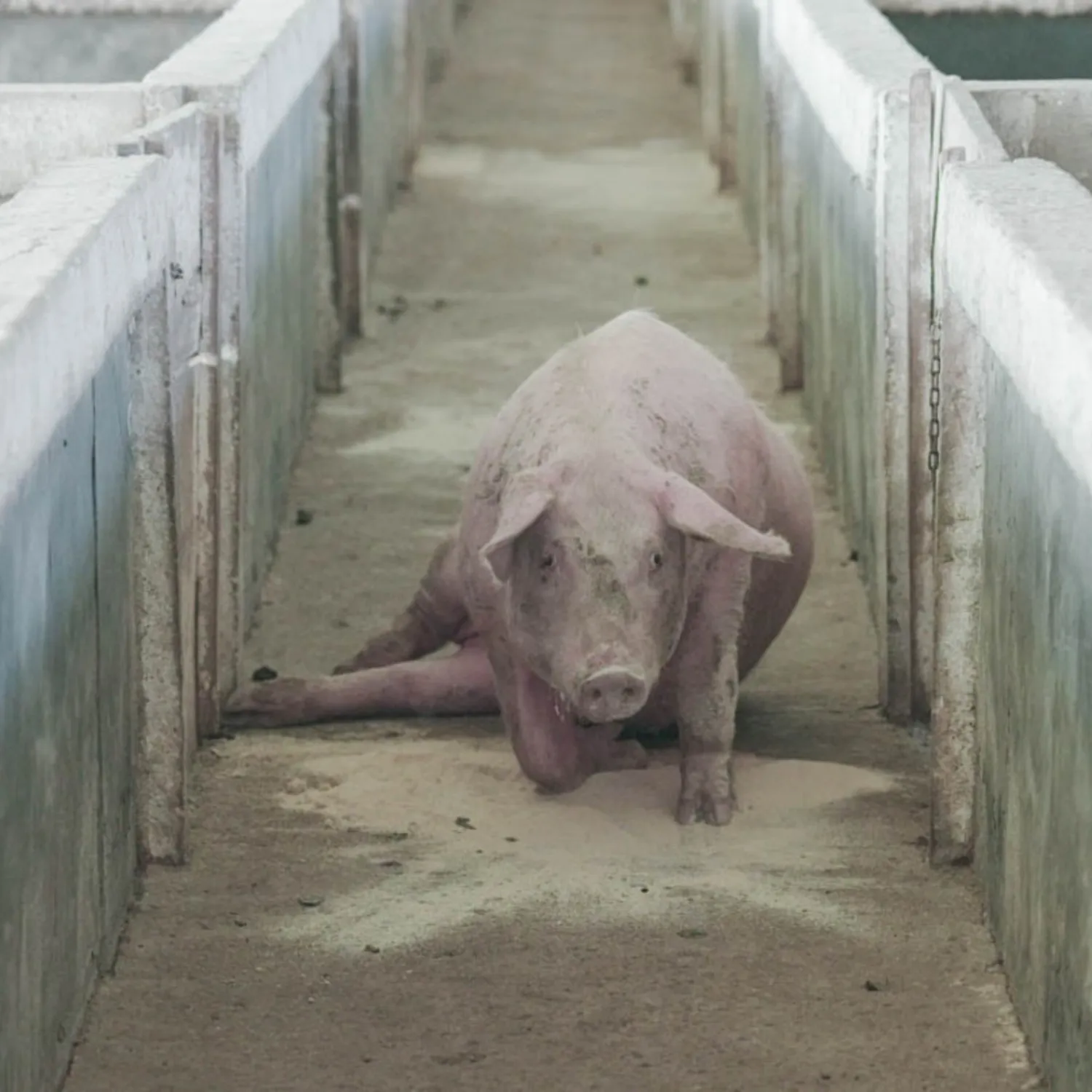 Neue Recherche: Schweine gezwungen, mit gebrochenen Beinen zu laufen 1 Neue Recherche: Schweine gezwungen, mit gebrochenen Beinen zu laufen