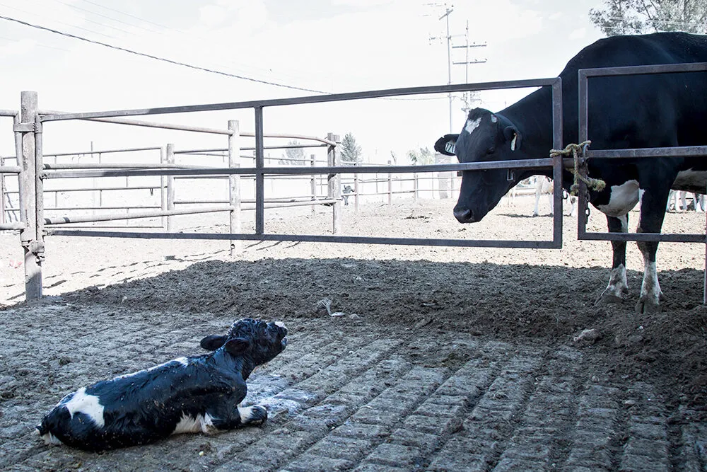 trennung kuh kalb