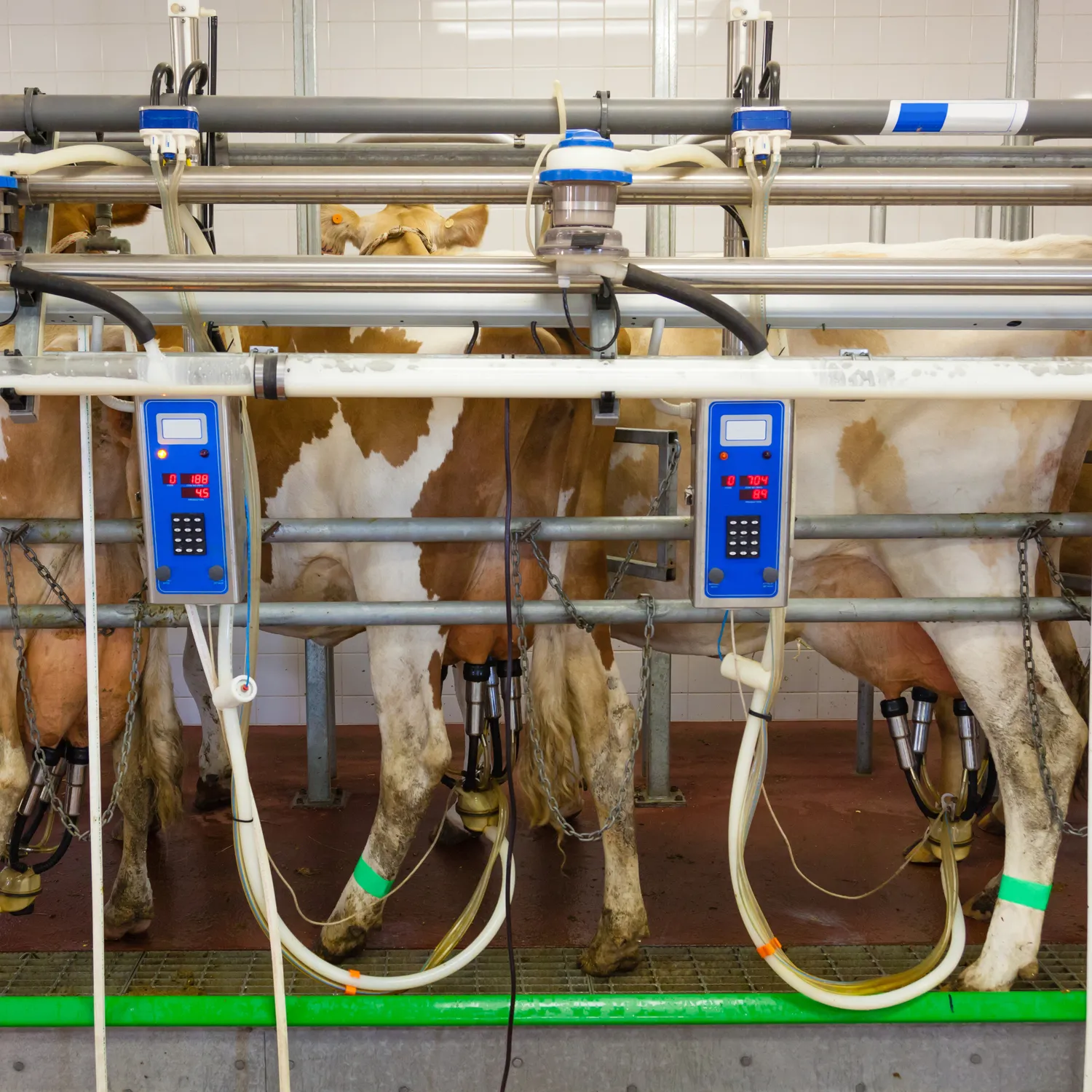 So ist es, als weibliches Rind in der Milchindustrie zu leben 4 So ist es, als weibliches Rind in der Milchindustrie zu leben