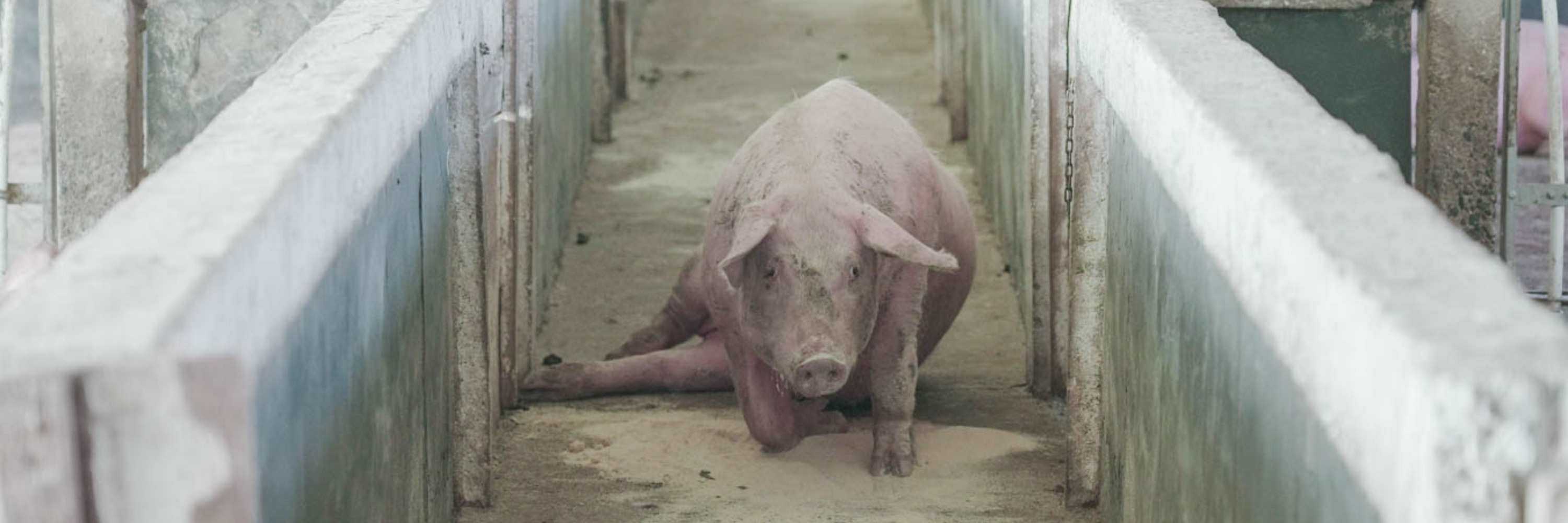 Schwein in Tierindustrie mit gebrochenem Bein