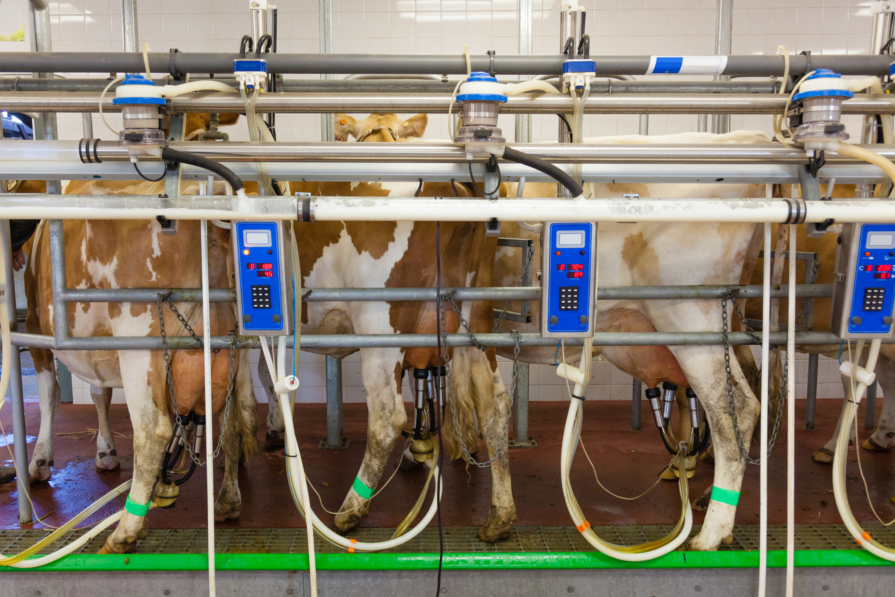 Rinder in Melkstation in der Milchindustrie