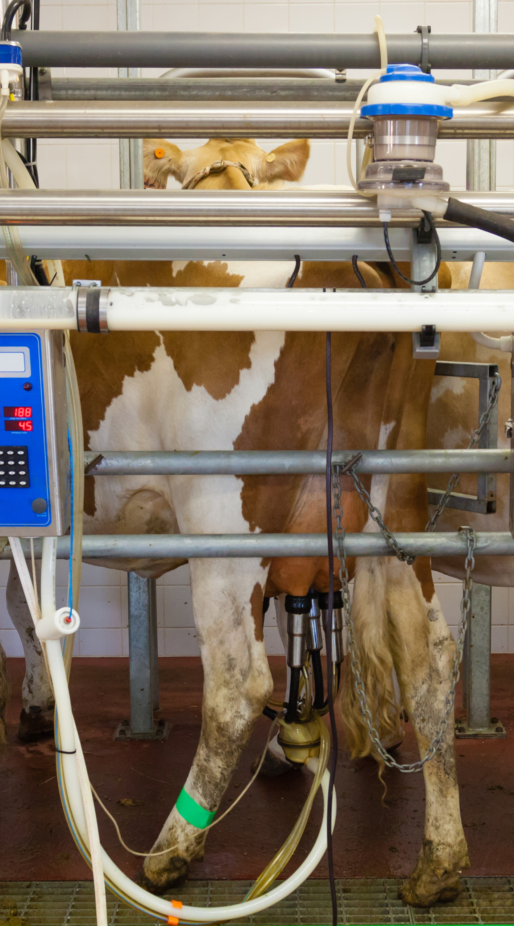 Rinder in Melkstation in der Milchindustrie